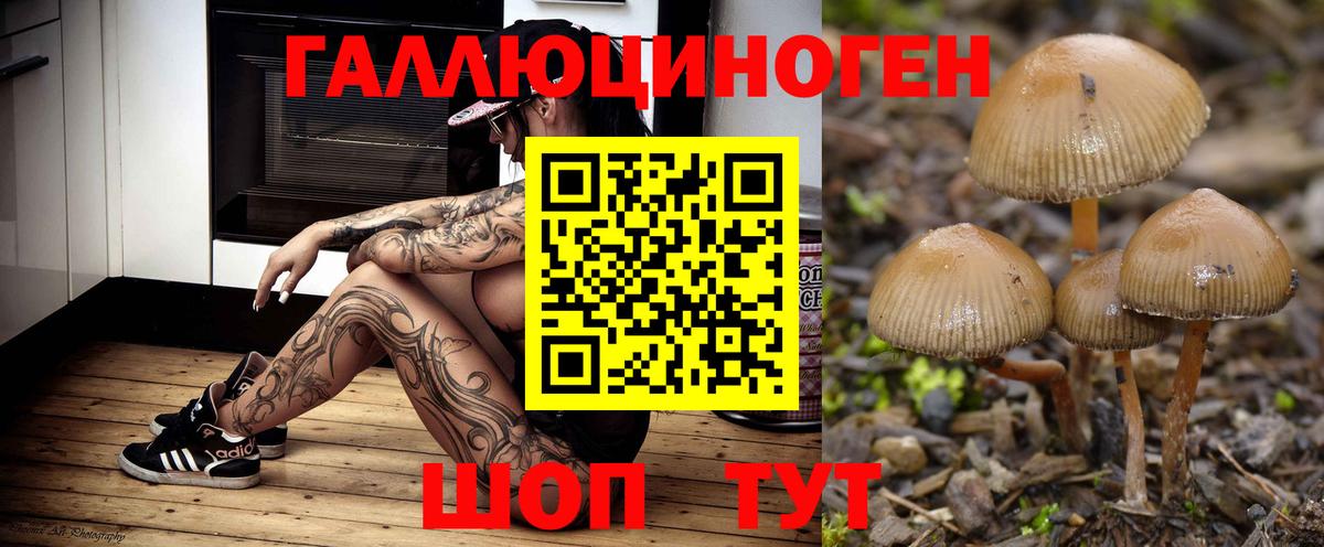 Псилоцибиновые грибы GOLDEN TEACHER  продажа наркотиков  Приморско-Ахтарск  Вход с VPN 